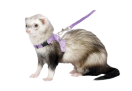 animals & ferret free transparent png image.