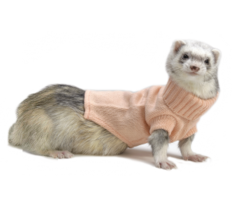 animals & Ferret free transparent png image.