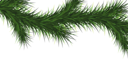 nature & fir tree free transparent png image.