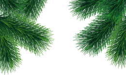 nature & fir tree free transparent png image.