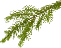 nature & Fir tree free transparent png image.