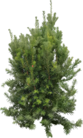 nature & fir tree free transparent png image.