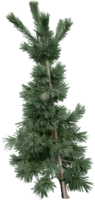 nature & Fir tree free transparent png image.