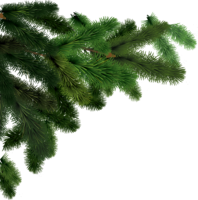 nature & fir tree free transparent png image.