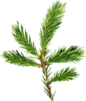 nature & Fir tree free transparent png image.