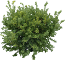 nature & Fir tree free transparent png image.