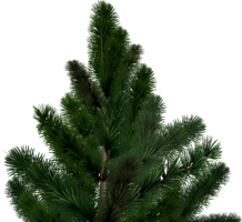 nature & fir tree free transparent png image.