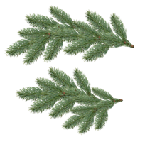 nature & fir tree free transparent png image.