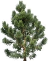 nature & fir tree free transparent png image.