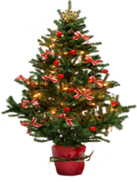 nature & Fir tree free transparent png image.