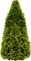 nature & fir tree free transparent png image.