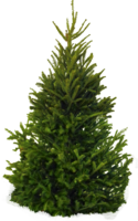 nature & Fir tree free transparent png image.