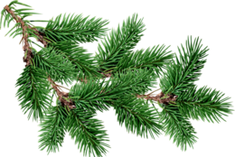 nature & fir tree free transparent png image.