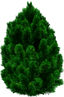 nature & Fir tree free transparent png image.