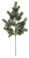 nature & fir tree free transparent png image.