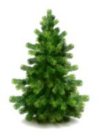 nature & Fir tree free transparent png image.