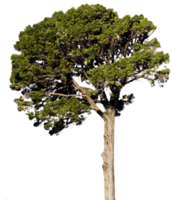 nature & fir tree free transparent png image.