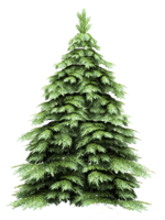 nature & Fir tree free transparent png image.