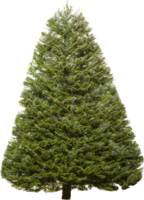 nature & Fir tree free transparent png image.