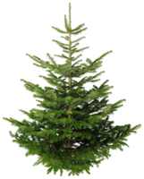 nature & Fir tree free transparent png image.