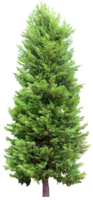 nature & Fir tree free transparent png image.