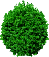 nature & fir tree free transparent png image.