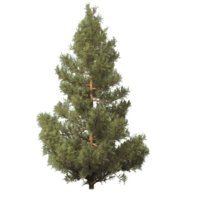nature & fir tree free transparent png image.