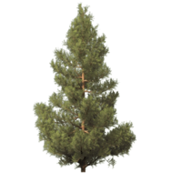 nature & Fir tree free transparent png image.