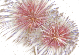 holidays & Fireworks free transparent png image.