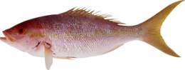 animals & fish free transparent png image.