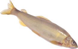 animals & Fish free transparent png image.