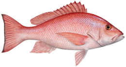 animals & Fish free transparent png image.