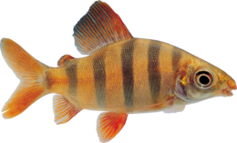 animals & Fish free transparent png image.