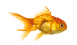 animals & fish free transparent png image.