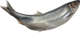 animals & fish free transparent png image.