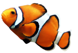 animals & Fish free transparent png image.