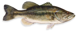 animals & fish free transparent png image.