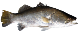 animals & fish free transparent png image.