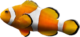 animals & fish free transparent png image.