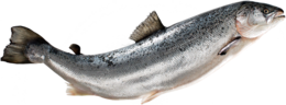 animals & fish free transparent png image.