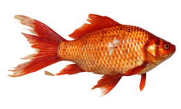 animals & Fish free transparent png image.