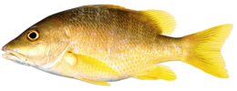 animals & Fish free transparent png image.