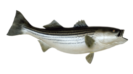 animals & fish free transparent png image.