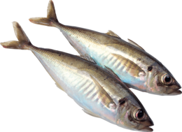 animals & Fish free transparent png image.