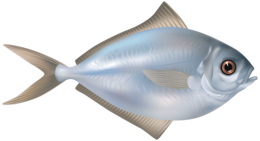 animals & Fish free transparent png image.