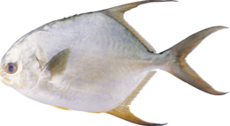 animals & fish free transparent png image.