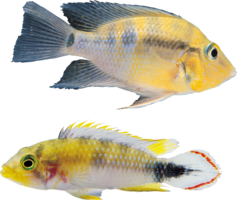 animals & fish free transparent png image.