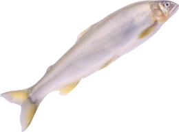 animals & Fish free transparent png image.