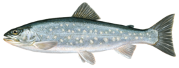 animals & Fish free transparent png image.