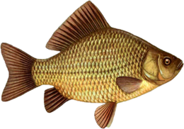 animals & Fish free transparent png image.